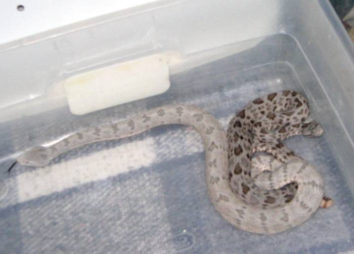 Crotalus lepidus.jpg