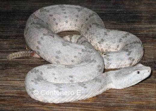 Crotalus lepidus1.jpg