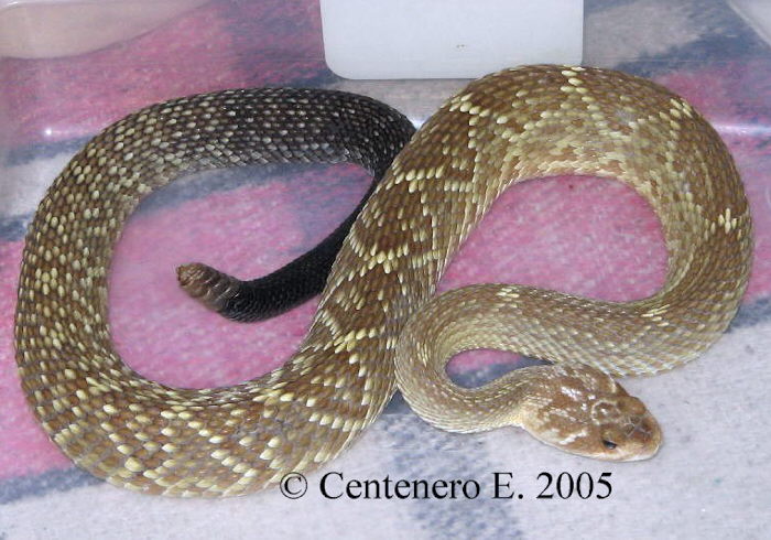 Crotalus molossus molossus.JPG