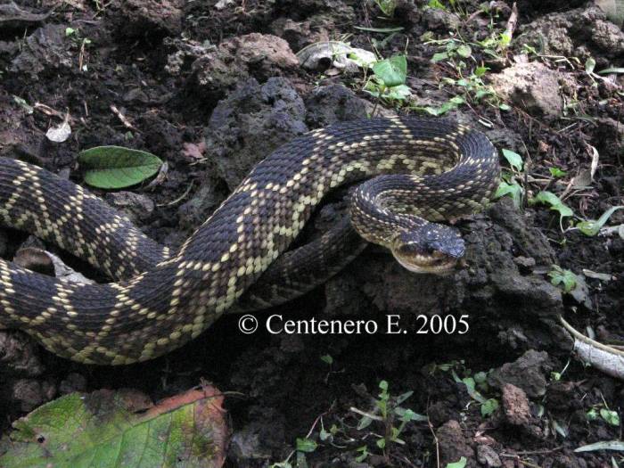 Crotalus molossus negrescens.jpg