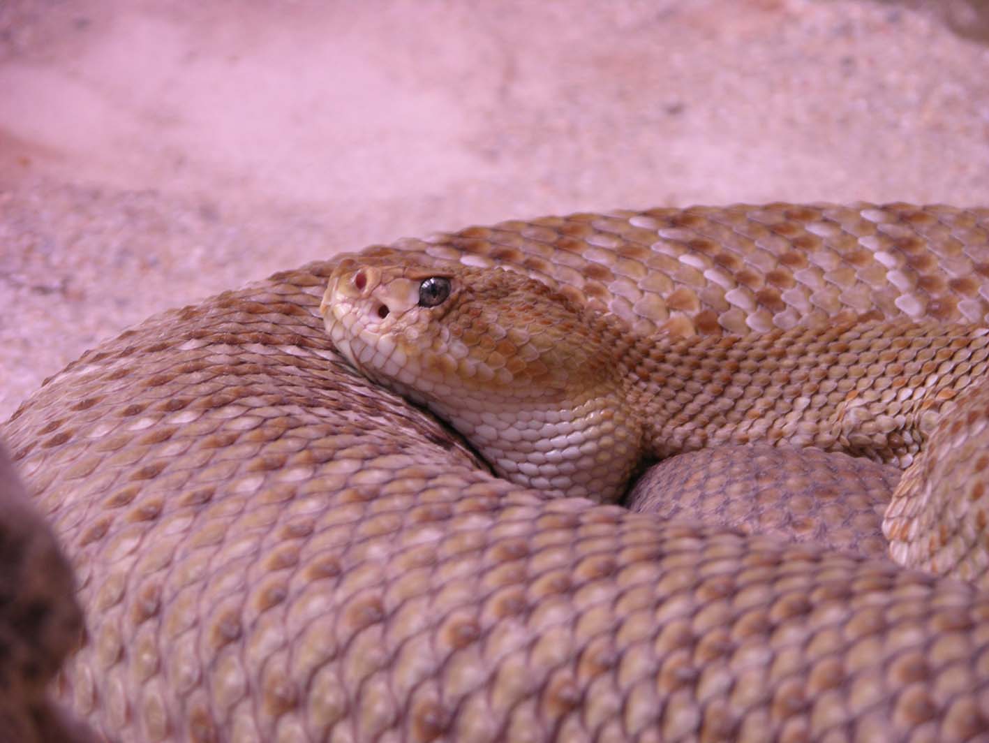 crotalus_basiliscus.jpg