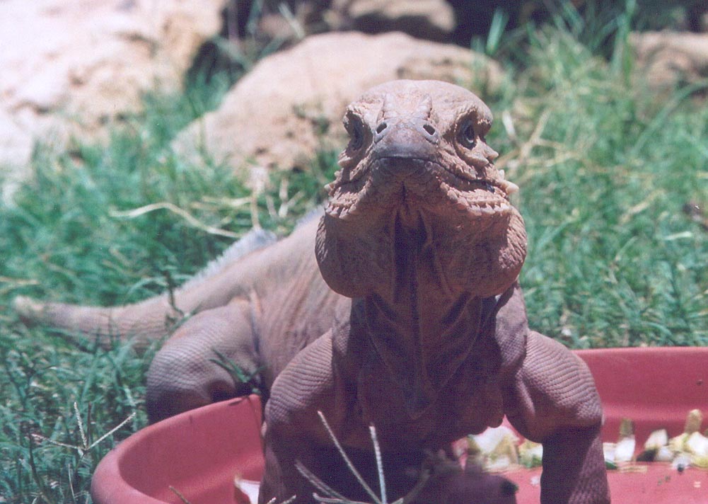 cyclura.jpg