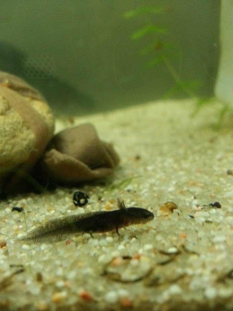 Cynops ensicauda popei