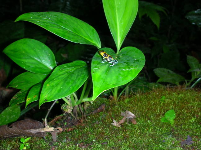 D.intermedius peru 3.jpg