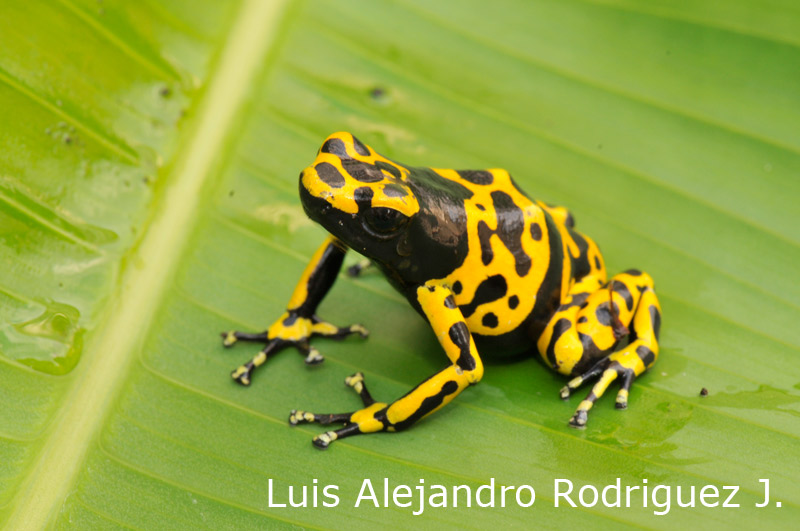 Dendrobates-leucomelas.jpg