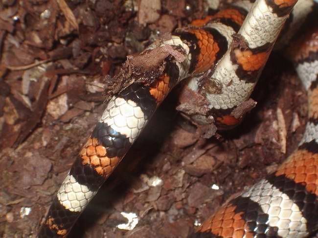 Detalle Segunda copula gentilis 2.JPG