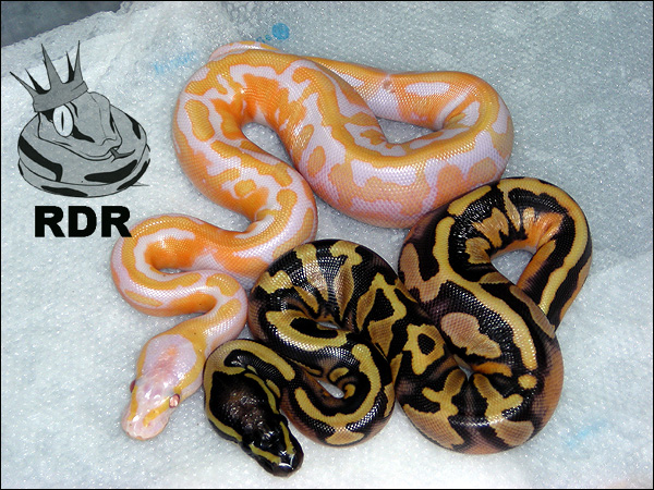 dreamsicle y pied poss het lavander albino.jpg