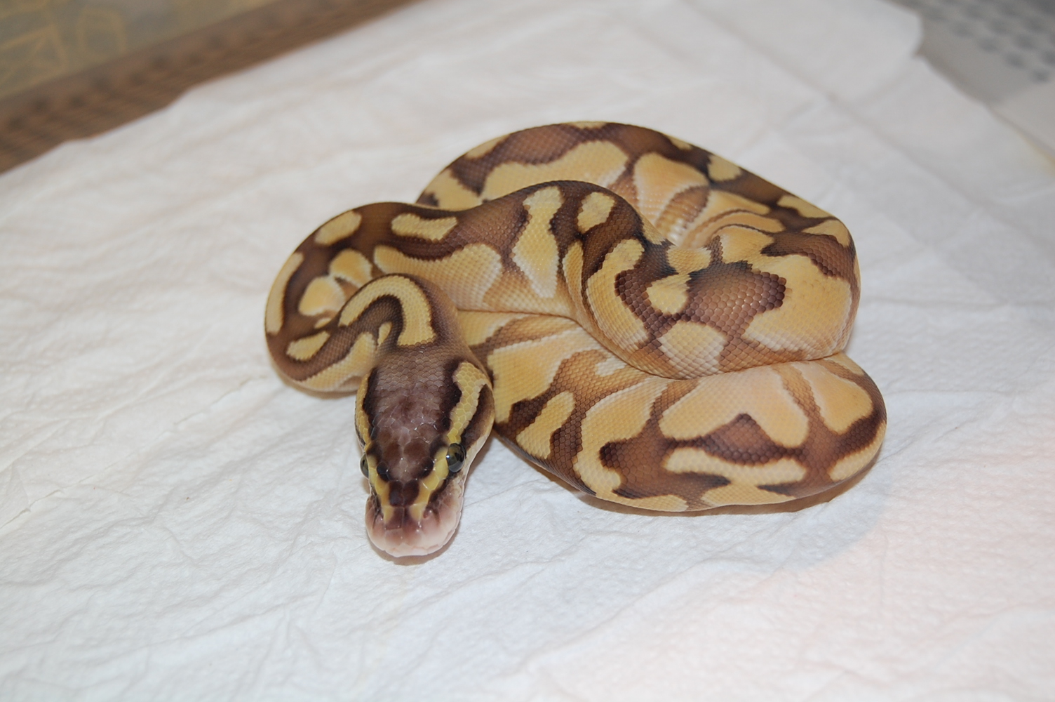 Enchi Butter Pastel 2011 Hembra.JPG