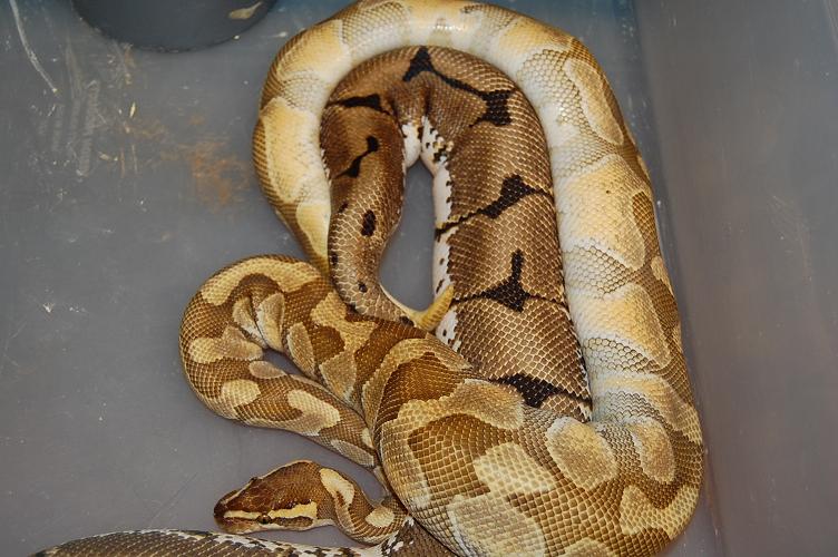 enchi butter x spider.jpg