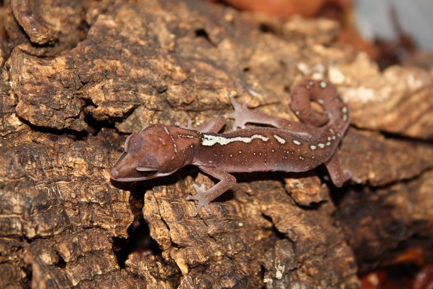 Felinus dorsalis CB female.jpg