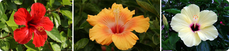 Flor hibiscus2