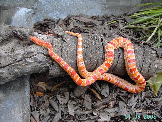 fluorescent orange reverse okeete 1.jpg