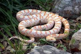 frosted corn snake 3