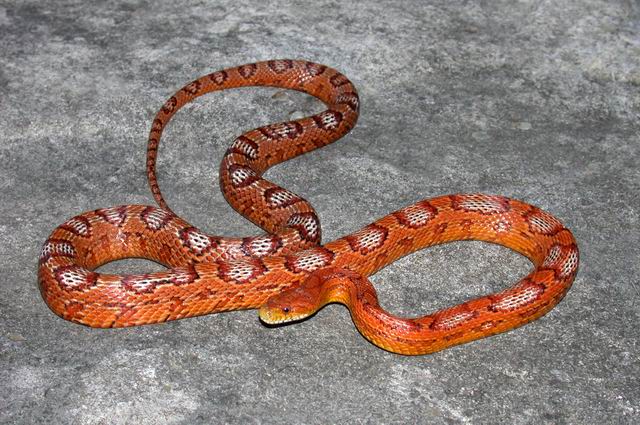 frosted corn snake