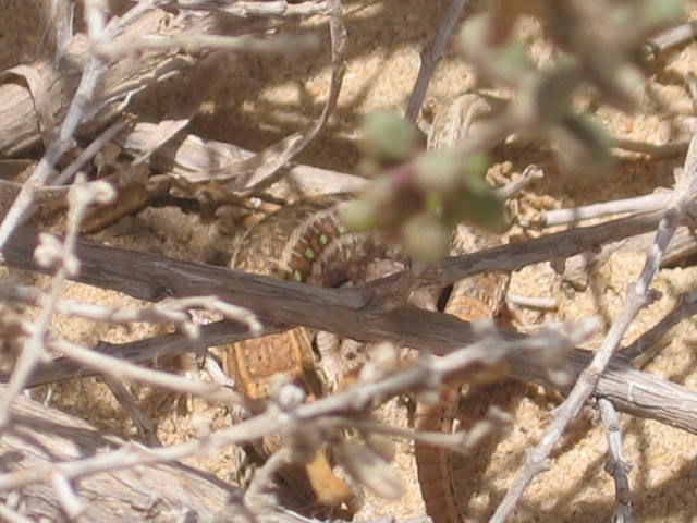 Fuerteventura´05 00058.jpg