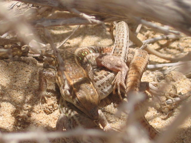 Fuerteventura´05 00060.jpg