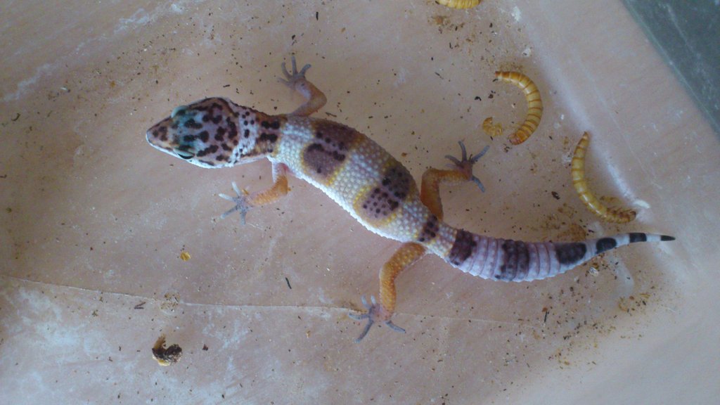 gecko (1)