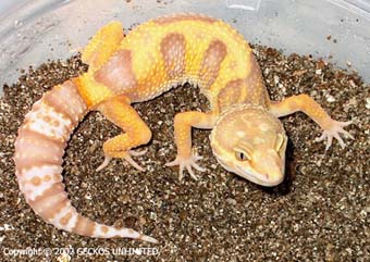 gecko albino chocolate tangerino.jpg