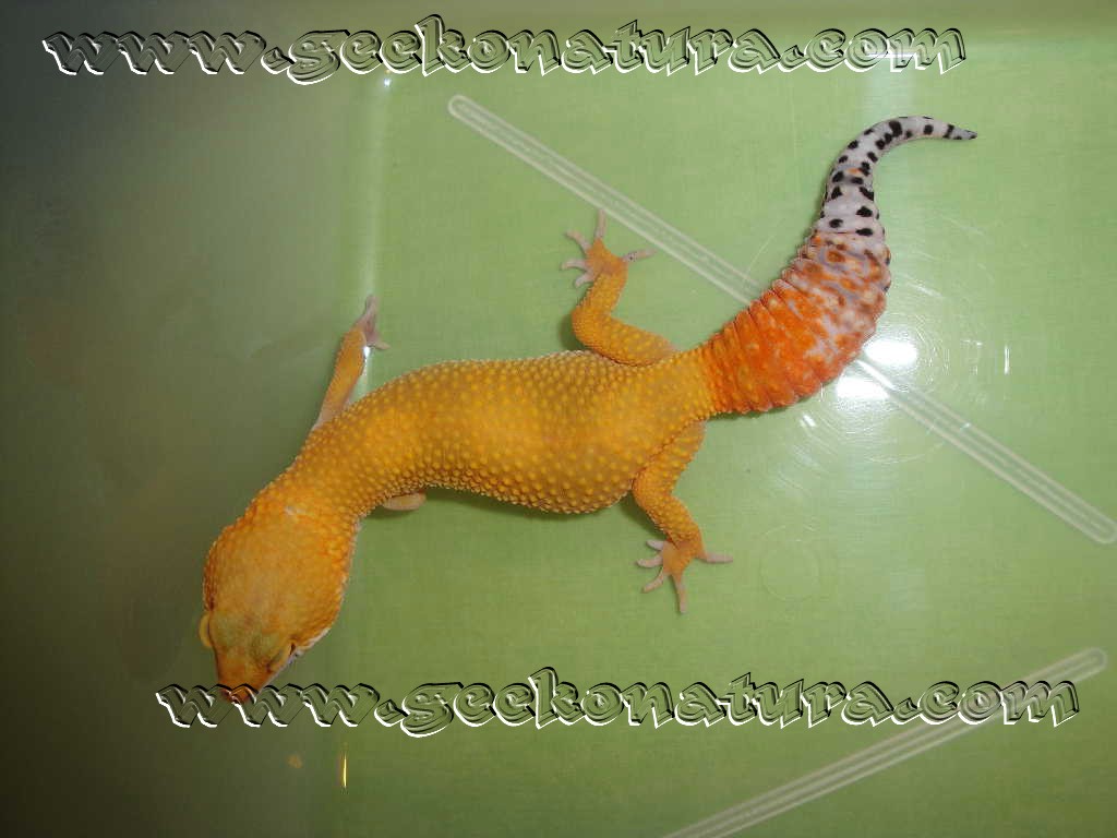 GECKO-G1.jpg