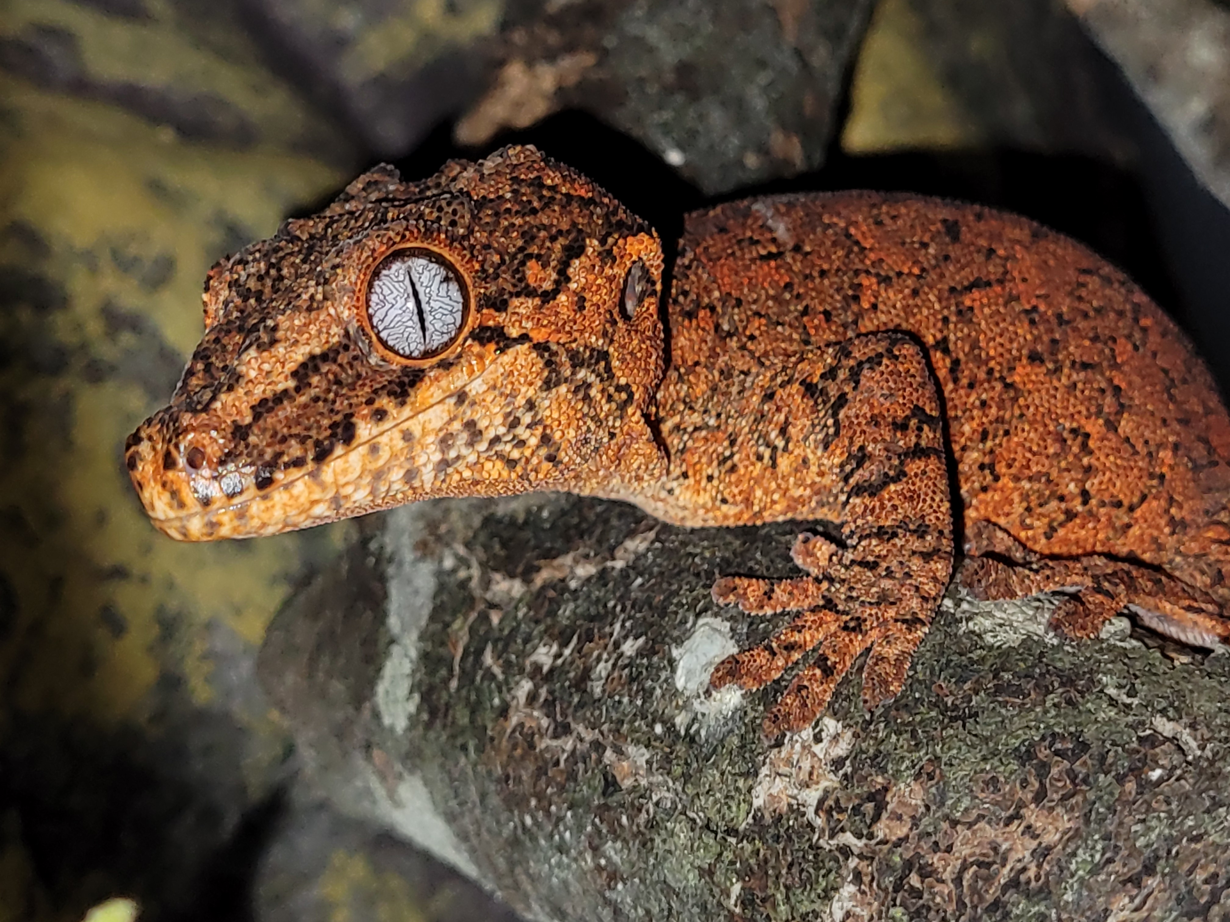 gecko gargola - con spot en el ojo?