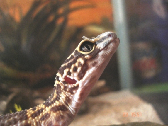 gecko leopardo.JPG