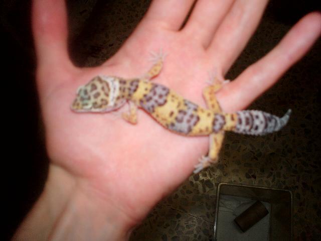 gecko macho.JPG