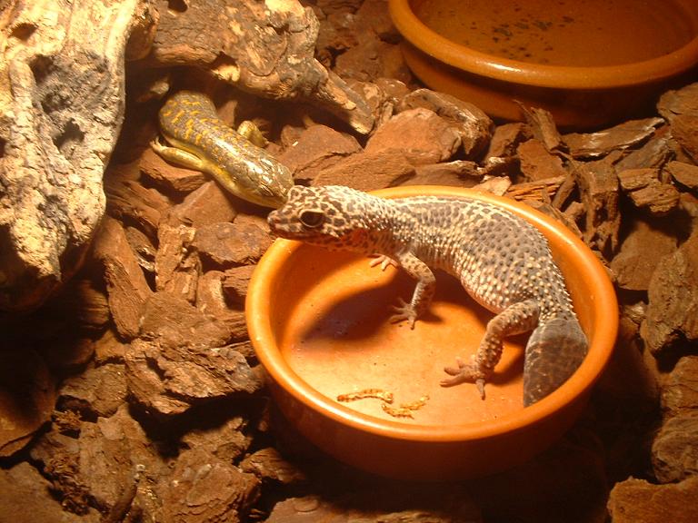 Gecko santillana.JPG