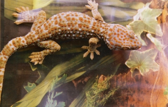 Gecko Tokay.jpg