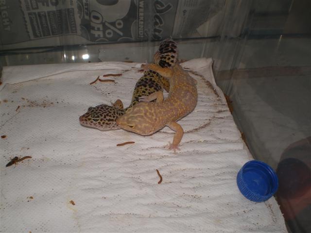 geckos nou copula y yo 009 (Small).jpg