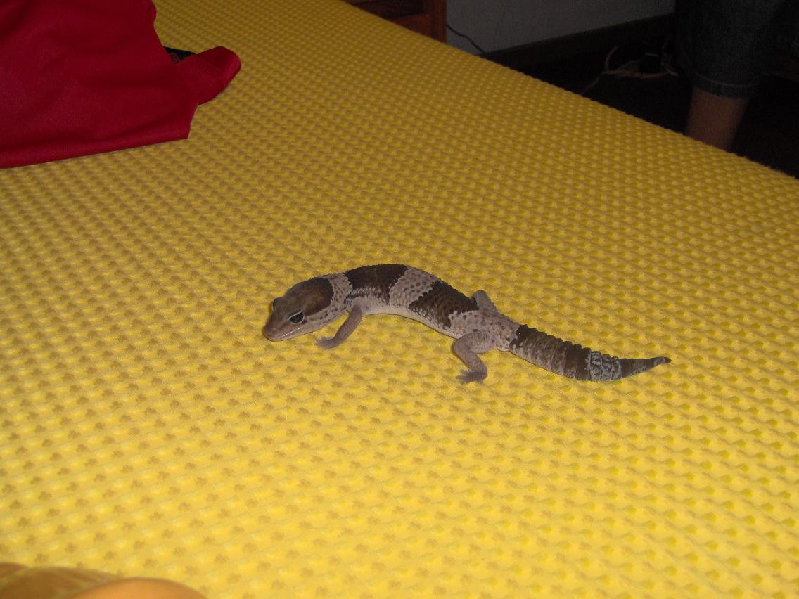 geko.JPG