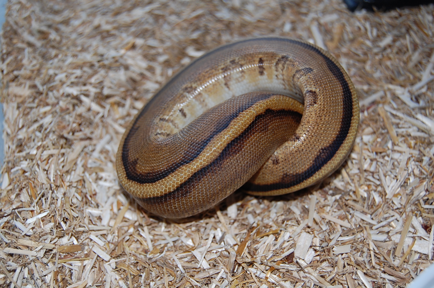 genetic striped hembra ..JPG