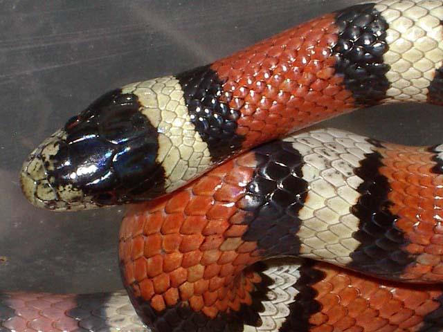 gentilis cabeza.JPG