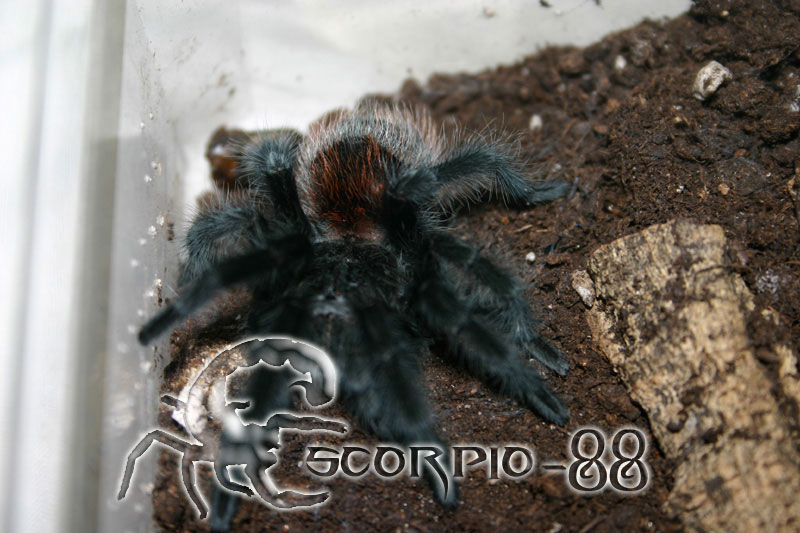 Grammostola actaeon.JPG