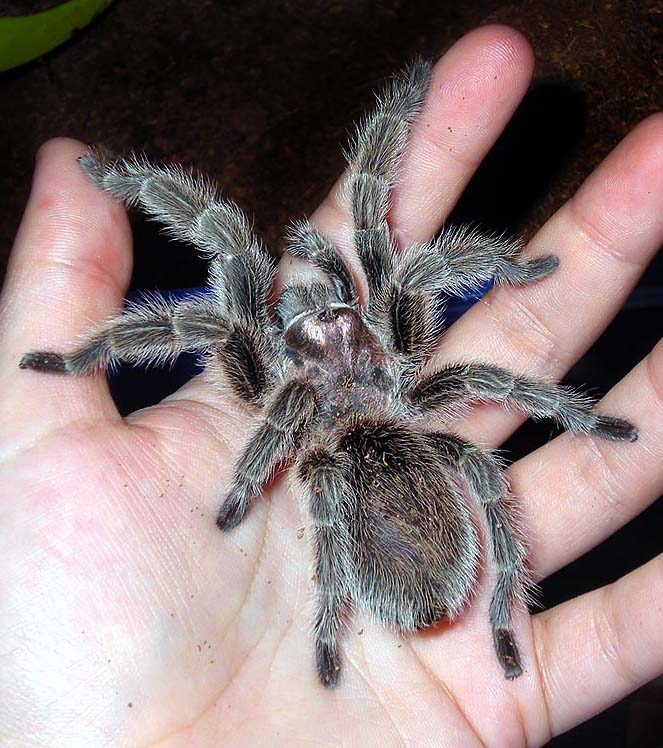 Grammostola rosea macho.jpg