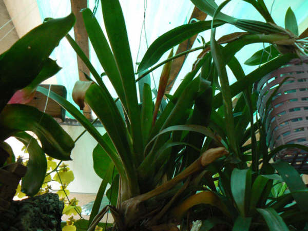 guzmania floreciendo.jpg