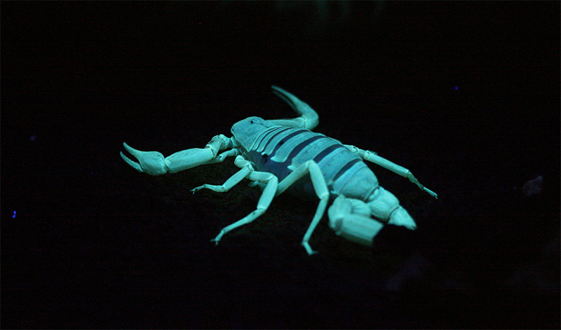 hadrurus-noche.jpg