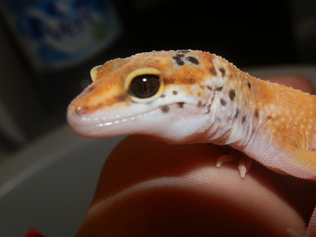 Hembra Tangerine Enigma