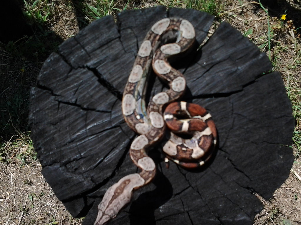 Het albino hc