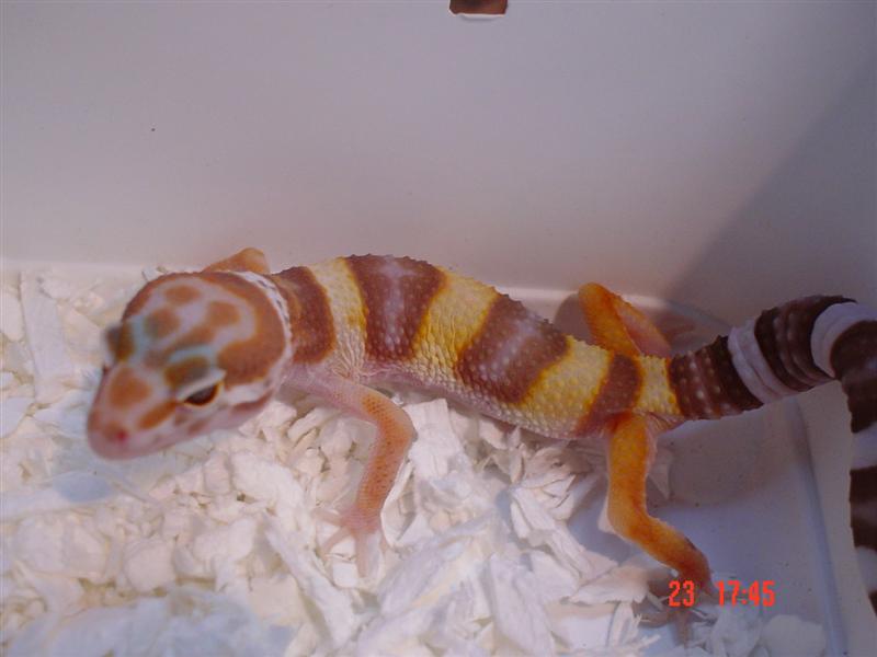 Het Aptor banded albino (Medium).JPG