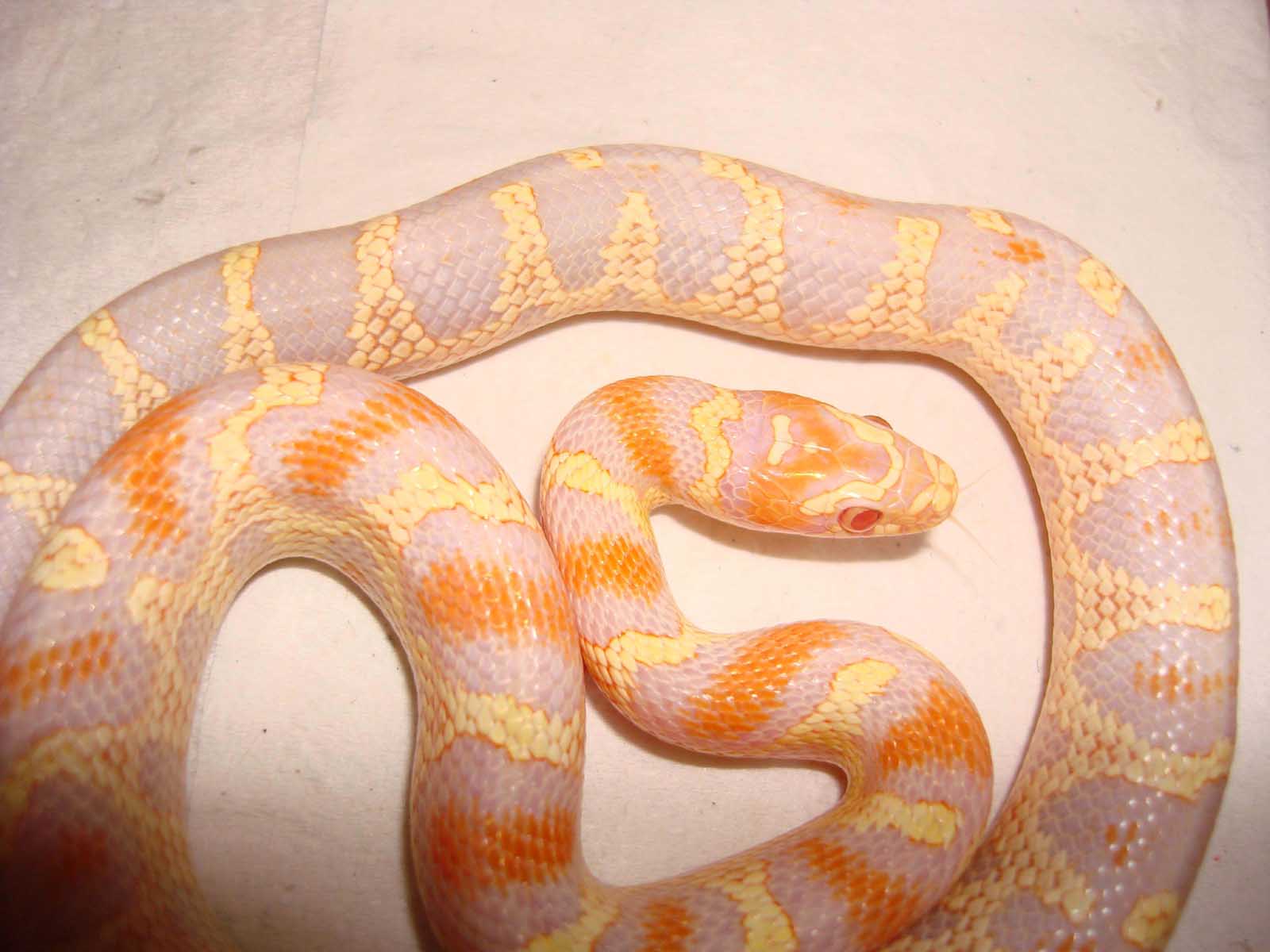 Hibrido Albino.jpg