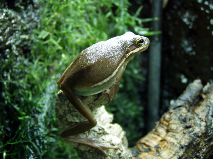 Hyla cinerea 9.jpg