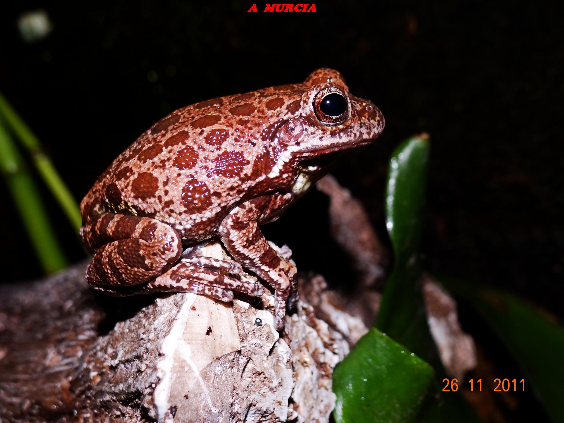 HYLA GRATIOSA (6).jpg