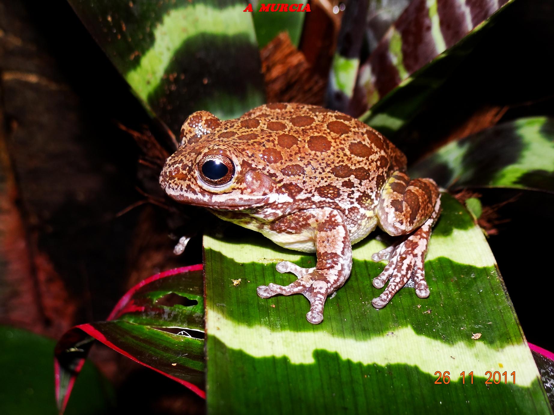 HYLA GRATIOSA (8).jpg