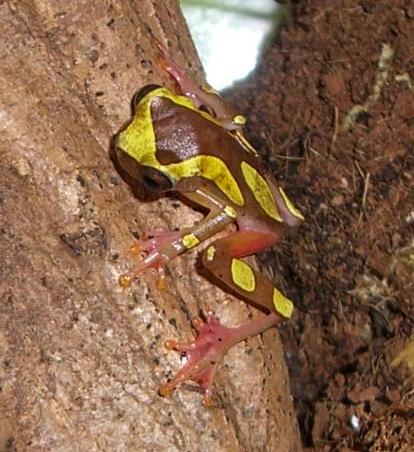 Hyla Leucophyllata01.JPG