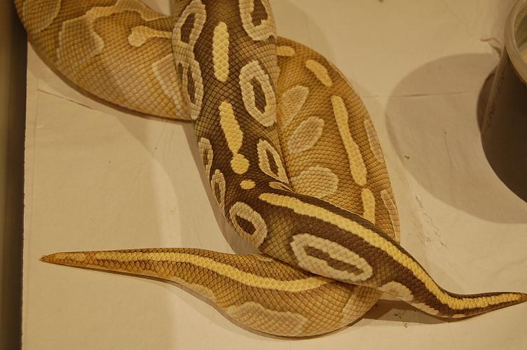 hypo mojave x hypo butter.jpg