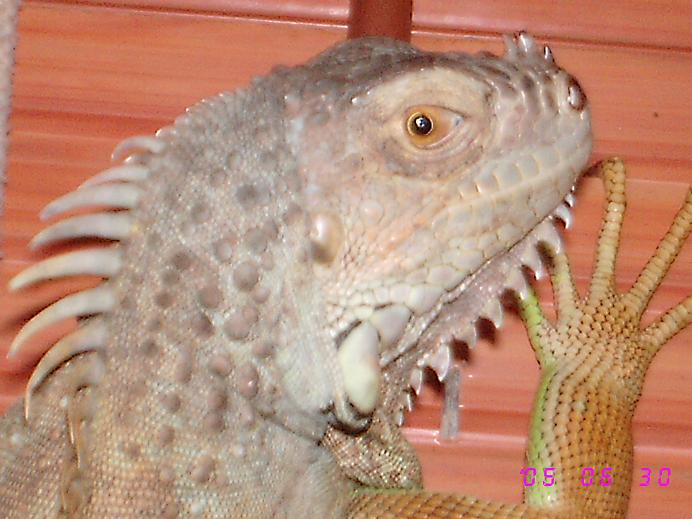 iguana detalle cabeza.JPG