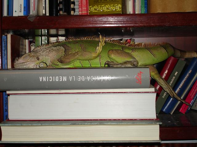 iguana estudiando.JPG