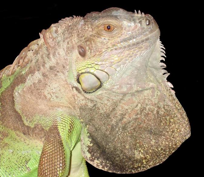 iguana iguanaredu.JPG