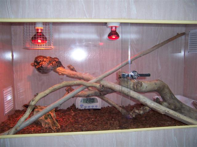 IGUANAS EN VENTA Y TERRARIOS MIOS 016 (Small).jpg