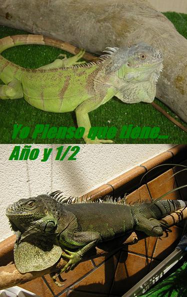 iguanas.JPG